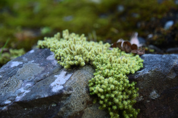 苔と岩
