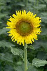 Yellow sunflower on plant