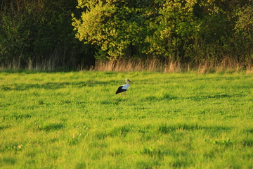 stork goes in the meadow