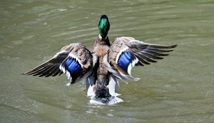 Close up of a male wild duck
