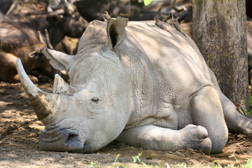 Naklejka premium White rhinoceros in the shade