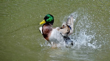 Close up of a male wild duck