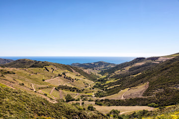 Fototapeta na wymiar Vignoble de Collioure- Banyuls, vue depuis la côte de Vermeille, Pyrénées- Orientales, Catalogne, Languedoc-Roussillon, France 