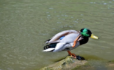 Close up of a male wild duck