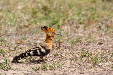 Hoopoe on the ground © Blair Costelloe