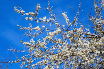 White cherry blossoms on blue sky background
