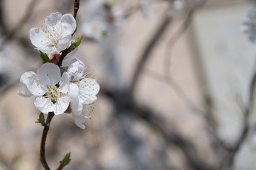 Branch with apricot flowers with place for text