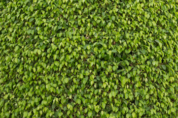 Green leaves wall background