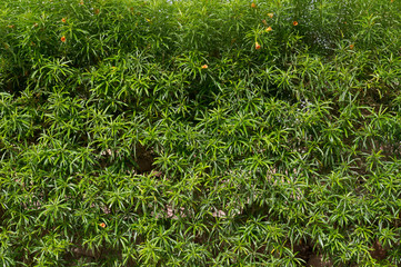Green leaves wall background