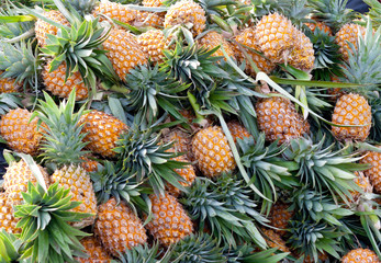 Fototapeta premium Ripe pineapples. Harvest.