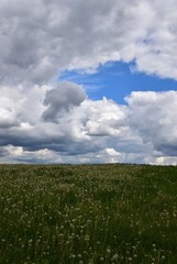 Löwenzahn Feld mit stürmischen Himmel