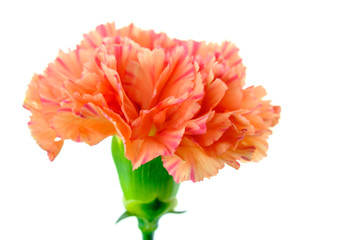 Carnation on white background