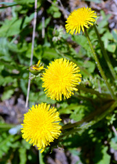 Yellow dandelion, a ubiquitous flower considered both a wildflower and weed if growing in a lawn and is also edible