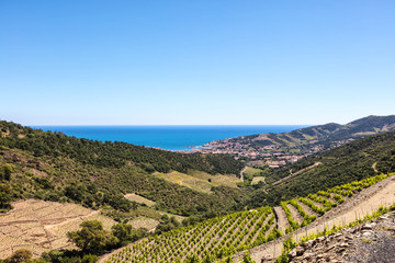 Ville de Banyuls vue depuis la côte de Vermeille, Pyrénées- Orientales, Catalogne, Languedoc-Roussillon, France 