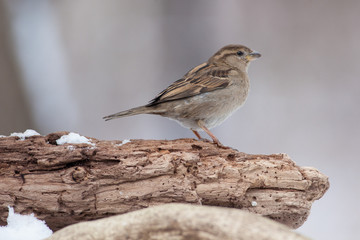 Female House Sparrow on Natural Perch