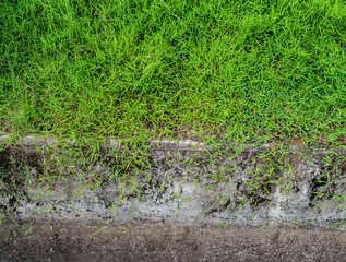 Green grass growth background
