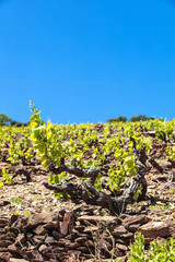 Fototapeta na wymiar Vignoble de Banyuls-Collioure, côte de Vermeille, Pyrénées- Orientales, Catalogne, Languedoc-Roussillon, France 