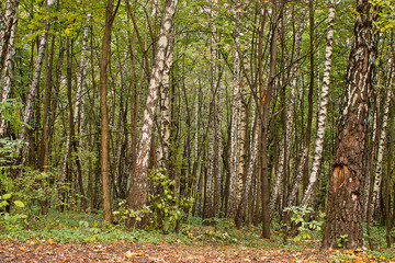 Obraz premium leaf fall in the autumn birch forest