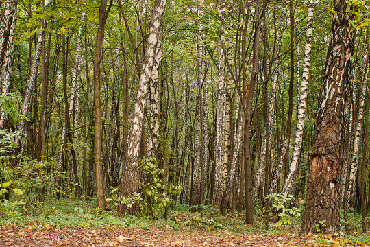 Fototapeta leaf fall in the autumn birch forest