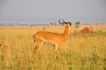 Safari Animals and Wildlife