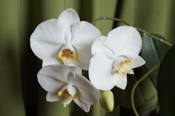 Obraz premium Białe orchidee na zielonym tle