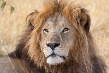 Naklejka na ściany i meble Portrait of a male lion