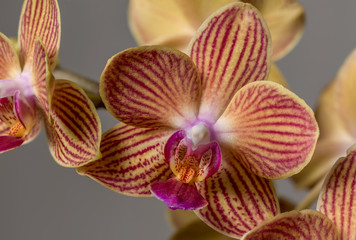 Closeup of a Yellow Orchid with Red Stripes