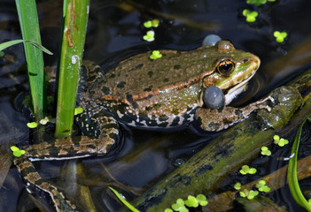 Frog in the water between reeds and other water plants in the river in vivo development