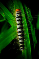 Worm on a grass in the garden