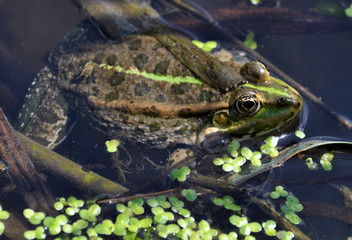 Frog in the water between reeds and other water plants in the river in vivo development