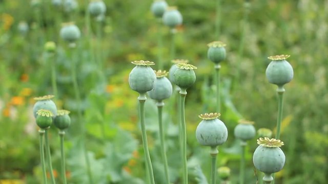 Papaver (poppy) seed pod on the poppy blurred grass and garden flowers background. Lockdown.  The unripe  opium papaver grows.