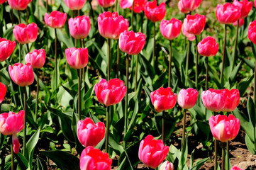tulips