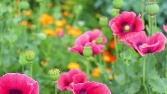 Opium papaver flowers panning on the colorful  green flower blurred background. Focus changes from flowers at the front to the flowers and poppy heads at the back. The wind moves plants.
