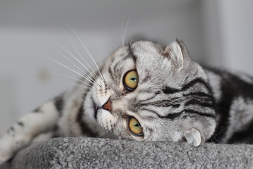 Portrait of a beautiful purebred housecat / British Shorthair kitten