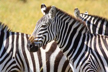 Fototapeta na wymiar Portrait of a plains zebra