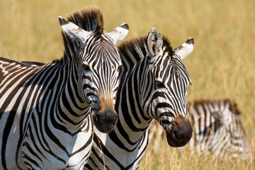 Fototapeta na wymiar Portrait of a pair of plains zebras