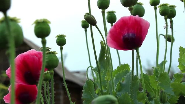 Papaver red flower, green unripe poppy heads and flowerbuds on the sky background. Diagonal panning. The wind moves plants.