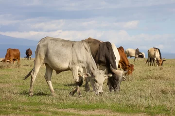 A herd of cattle grazing on green grass © Blair Costelloe