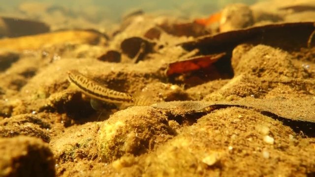 A Hillstream loach fish feeding in a steam.