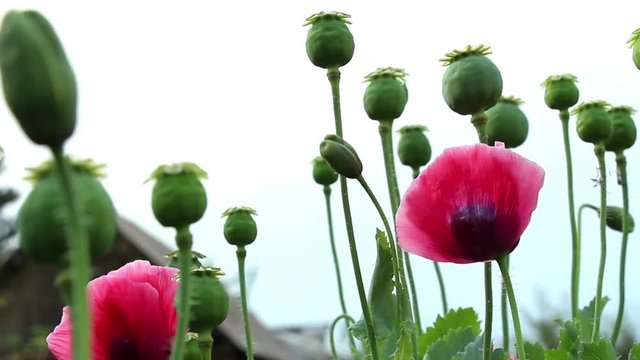 Papaver red flower, green unripe poppy heads and flowerbuds on the sky background. Vertical panning down. The wind moves plants.