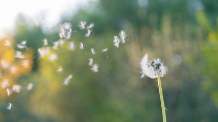 Dandelion at sunset on wind