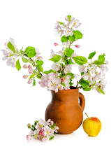 Branch of blossoming apple-tree in clay pitcher on white background, close-up