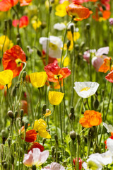 Spring flowers in the field