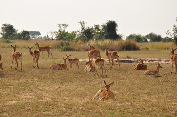 Safari Animals and Wildlife