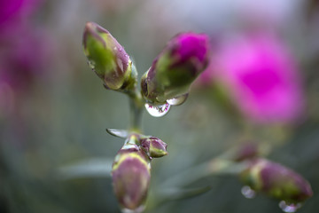 carnation buds with raindrops