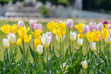 Fototapeta premium Tulips in garden.