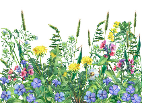 Panoramic view of  wild meadow flowers and grass, isolated on white background. Horizontal border with field flowers and herbs.  Watercolor hand drawn painting illustration. 