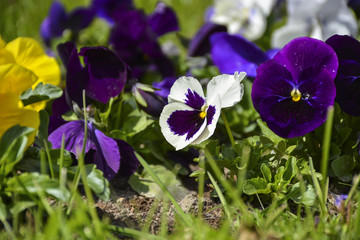 Весенние цветы фиалки