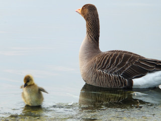 goose and gosling
