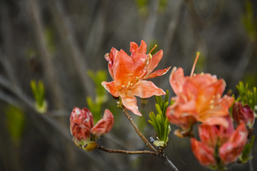 Весенние цветы